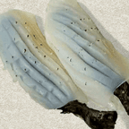 Best Squid in Hillsdale, NJ