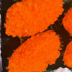 Best Tobiko（2pcs） in Hillsdale, NJ